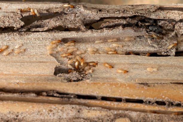 Best Commercial Pest Control Services  in South Russell, OH